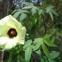 Gossypium arboreum L.